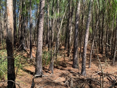 2.49-AC Waterfront Homesite in Bailey Pointe - Belhaven, NC - image 4