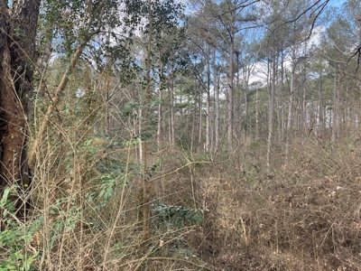 40 Acres For Sale Copiah County Crystal Springs Mississippi - image 8