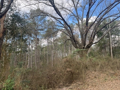 40 Acres For Sale Copiah County Crystal Springs Mississippi - image 7