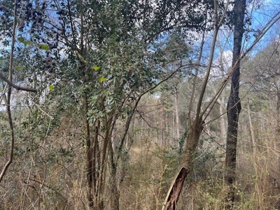 40 Acres For Sale Copiah County Crystal Springs Mississippi - image 9