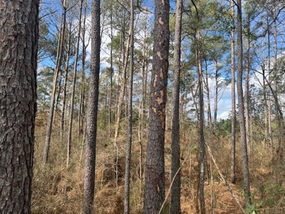 40 Acres For Sale Copiah County Crystal Springs Mississippi - image 11