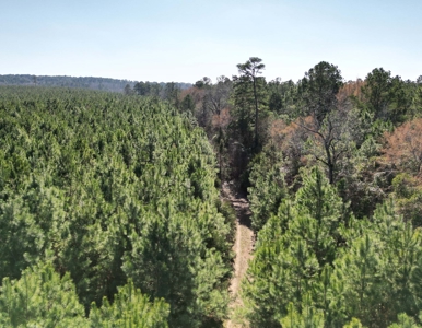 148 ± Acres of Timberland in Linden, TX - image 5