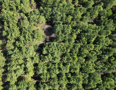 148 ± Acres of Timberland in Linden, TX - image 3