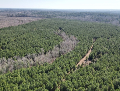 148 ± Acres of Timberland in Linden, TX - image 10