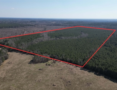 148 ± Acres of Timberland in Linden, TX - image 1