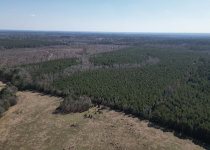 148 ± Acres of Timberland in Linden, TX - image 9