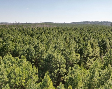 148 ± Acres of Timberland in Linden, TX - image 4