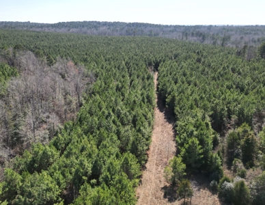 148 ± Acres of Timberland in Linden, TX - image 6