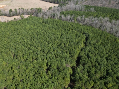 148 ± Acres of Timberland in Linden, TX - image 2