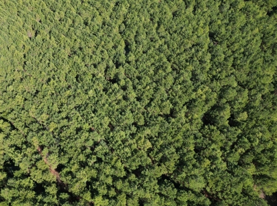 148 ± Acres of Timberland in Linden, TX - image 7