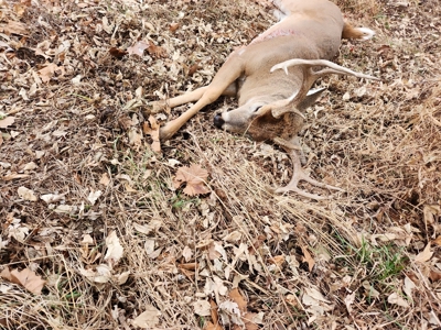 98 Acre Waterfowl Hunting Paradise-Chariton County, Missouri - image 48