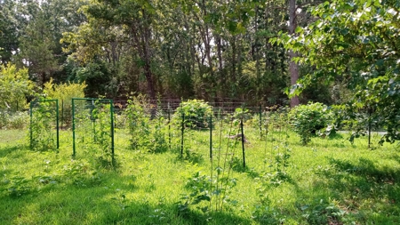 Country Home with Acreage for Sale in Salem, Missouri - image 17