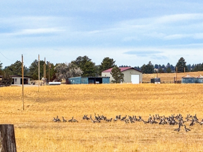 140 Acres in Custer MT– Adjacent to 1,800+ Acres of BLM - image 22