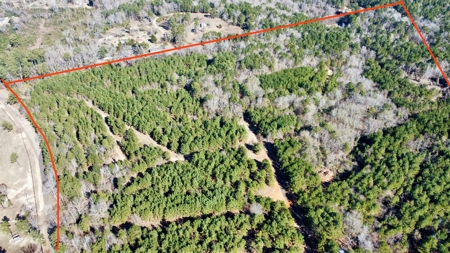 East TX Timber & Hunting Land for Sale Overton Rusk County - image 3