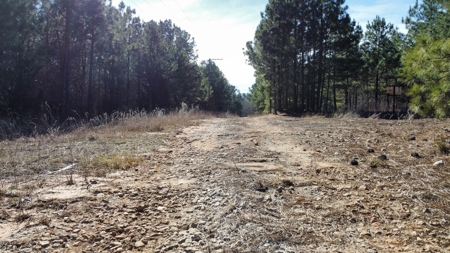 East TX Timber & Hunting Land for Sale Overton Rusk County - image 23