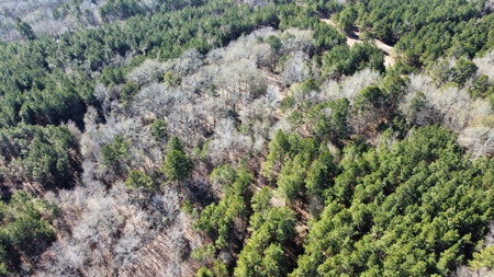 East TX Timber & Hunting Land for Sale Overton Rusk County - image 7