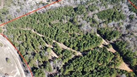 East TX Timber & Hunting Land for Sale Overton Rusk County - image 2