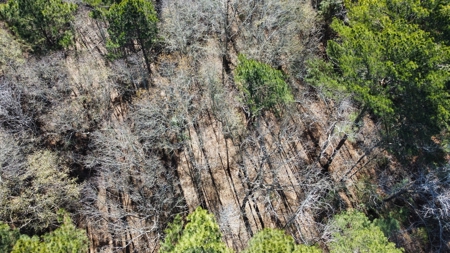 East TX Timber & Hunting Land for Sale Overton Rusk County - image 9