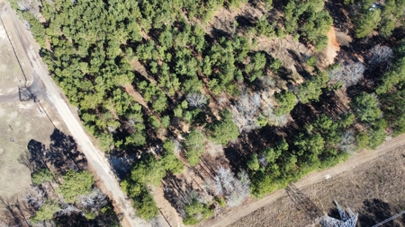 East TX Timber & Hunting Land for Sale Overton Rusk County - image 4