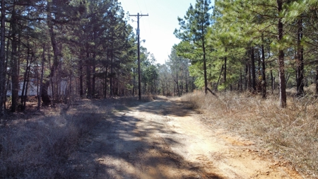 East TX Timber & Hunting Land for Sale Overton Rusk County - image 15