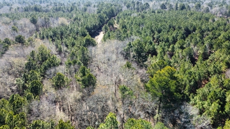East TX Timber & Hunting Land for Sale Overton Rusk County - image 8