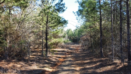 East TX Timber & Hunting Land for Sale Overton Rusk County - image 14