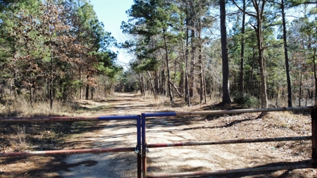 East TX Timber & Hunting Land for Sale Overton Rusk County - image 16