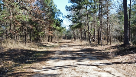East TX Timber & Hunting Land for Sale Overton Rusk County - image 18
