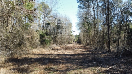 East TX Timber & Hunting Land for Sale Overton Rusk County - image 19