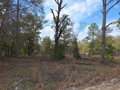 2.55 Acres Of Land Near Bronson In Levy County, Florida - image 2