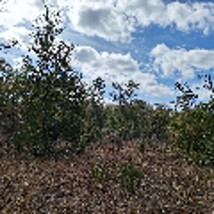 2.55 Acres Of Land Near Bronson In Levy County, Florida - image 14