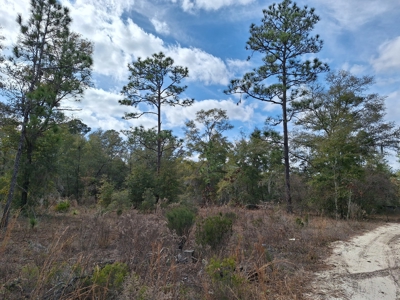 2.55 Acres Of Land Near Bronson In Levy County, Florida - image 3