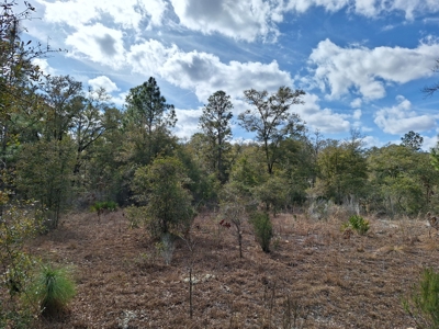 2.55 Acres Of Land Near Bronson In Levy County, Florida - image 4