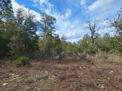 2.55 Acres Of Land Near Bronson In Levy County, Florida - image 5