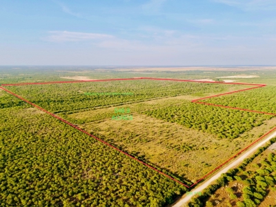 549 Acres in Jim Wells County TX - image 2