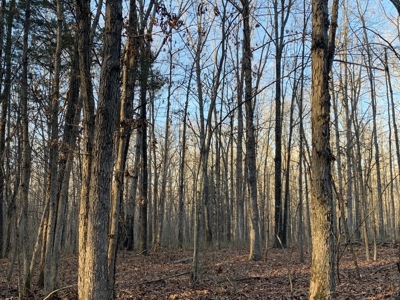 Land for Sale in Lewis County Tennessee - image 7