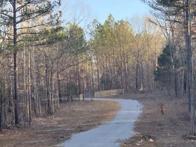 Land for Sale in Lewis County Tennessee - image 6