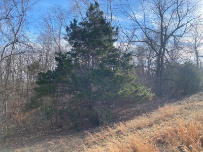Hunting and Farming Property in Stone County - image 6