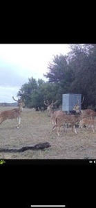 Scenic 157+ Acre Ranch in Sutton County – Prime Hunting - image 44
