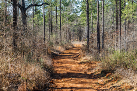 East TX Timber & Hunting Land for Sale Ben Wheeler TX in Van Zandt County - image 2