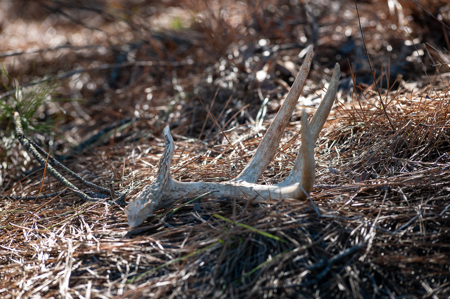 East TX Timber & Hunting Land for Sale Ben Wheeler TX in Van Zandt County - image 19