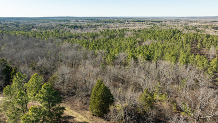 East TX Timber & Hunting Land for Sale Ben Wheeler TX in Van Zandt County - image 26
