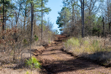 East TX Timber & Hunting Land for Sale Ben Wheeler TX in Van Zandt County - image 6