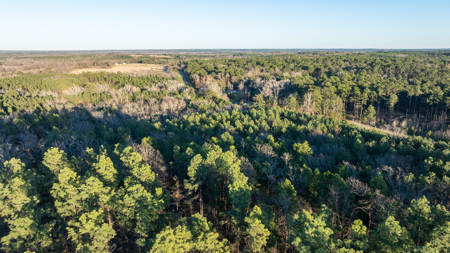 East TX Timber & Hunting Land for Sale Ben Wheeler TX in Van Zandt County - image 32