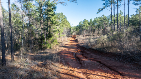 East TX Timber & Hunting Land for Sale Ben Wheeler TX in Van Zandt County - image 34