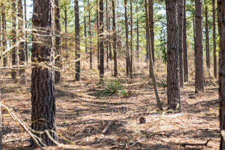 East TX Timber & Hunting Land for Sale Ben Wheeler TX in Van Zandt County - image 11