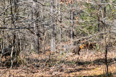East TX Timber & Hunting Land for Sale Ben Wheeler TX in Van Zandt County - image 15