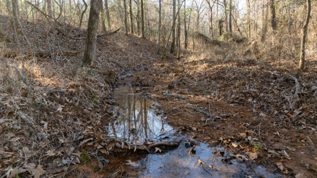 East TX Timber & Hunting Land for Sale Ben Wheeler TX in Van Zandt County - image 23