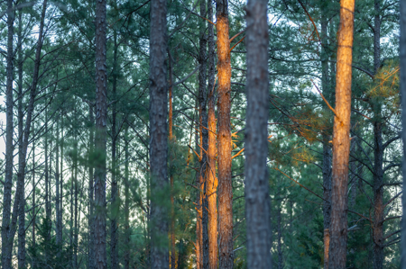 East TX Timber & Hunting Land for Sale Ben Wheeler TX in Van Zandt County - image 1