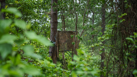 East TX Timber Hunting Land for Sale Ben Wheeler TX Van Zandt Co - image 10